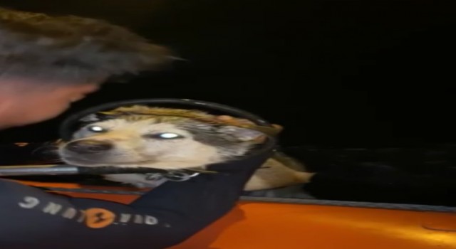 Denizde mahsur kalan köpeğe itfaiyeden kurtarma operasyonu