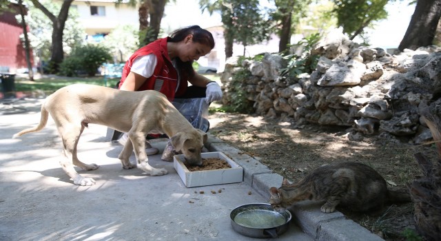 Denizlide Pet Kafe ve Mama Üretim Tesisi yoğun mesai harcıyor