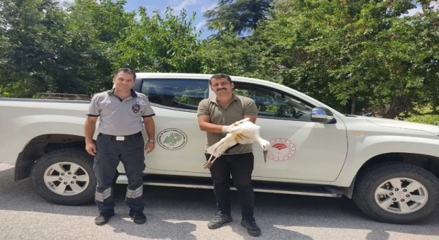 Derebucakta yaralı bulunan leylek koruma altına alındı
