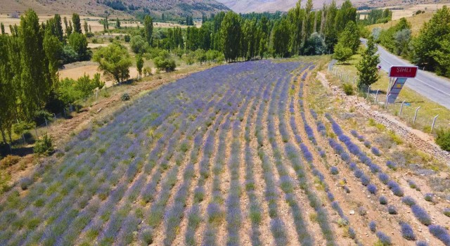 Develide lavanta bahçesinde hasat zamanı yaklaştı