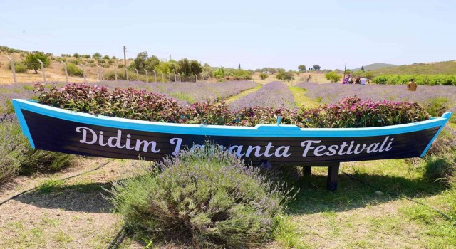 Didim Lavanta Festivali için gün sayıyor