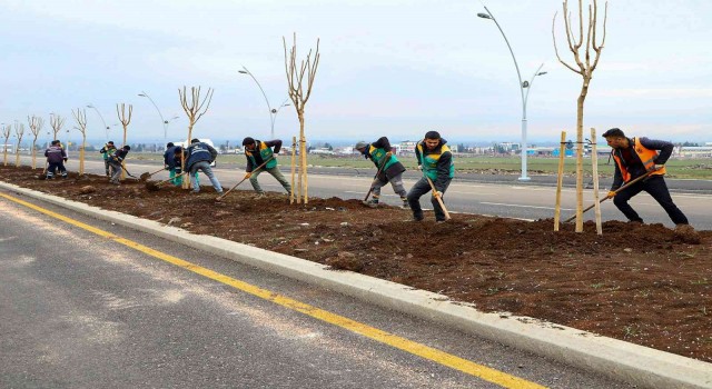 Diyarbakırda farklı türlerde bin 700 ağaç dikildi