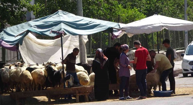 Diyarbakırda kurbanlıklar sıcakların gölgesinde kaldı