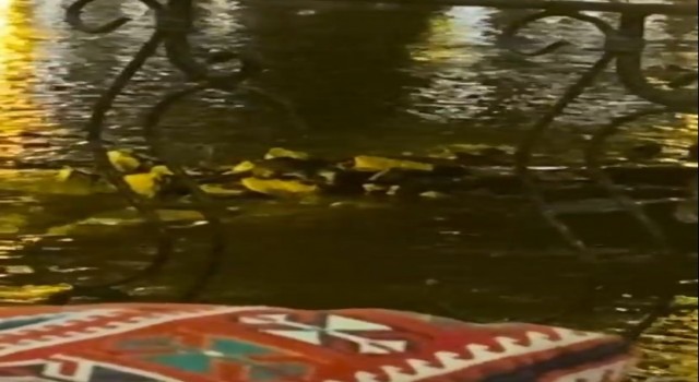 Diyarbakırda nesli tükenmek üzere olan su samuru görüntülendi