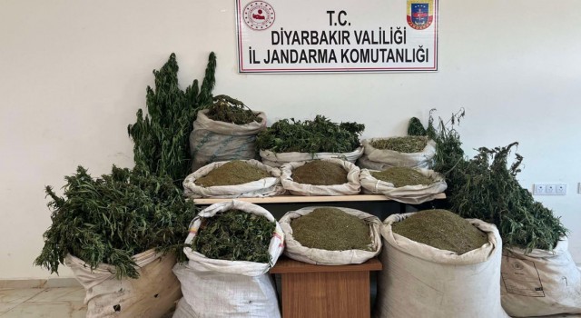 Diyarbakırda terörün finans kaynağına darbe: 2 milyon 293 bin kök kenevir ele geçirildi
