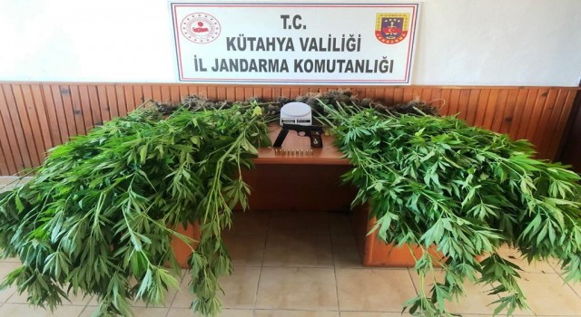 Domaniçte 100 kök keneviri ele geçirildi