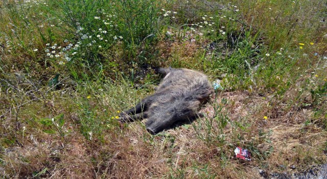 Domuza çarpan otomobil takla attı; 1i ağır 5 yaralı