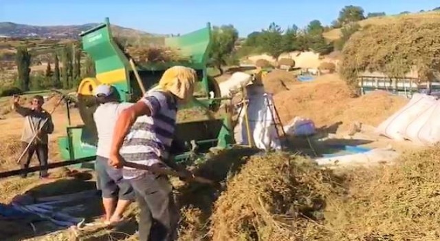 Dünyanın tescilli kekik bahçesi Denizlide hasat devam ediyor