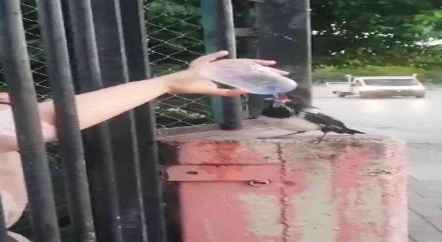 Duyarlı vatandaş susuz kalan kargaya elleriyle su içirdi