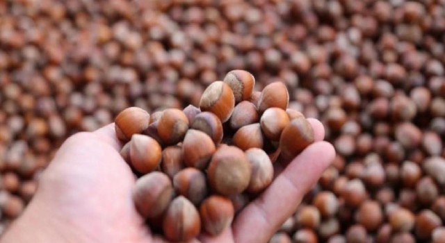 Düzceden 668 ton fındık ihraç edildi