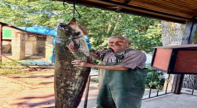 Edirnede amatör balıkçı tam 40 kiloluk yayın balığı tuttu