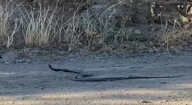Elazığda 1,5 metrelik yılanların dansı kameraya yansıdı