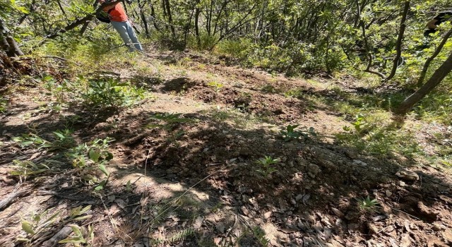 Elazığda 513 kök kenevir bitkisi ele geçirildi