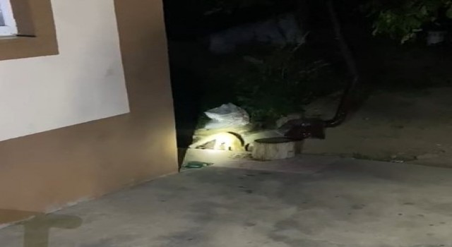 Elazığda aç kalan tilki evin bahçesinde yiyecek aradı