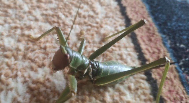 Elazığda dev çağaboğan çekirgesi görüldü