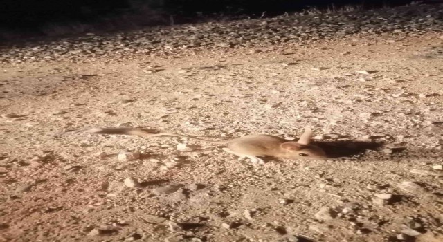 Elazığda IUCNnin kırmızı listesinde bulunan Arap tavşanı görüntülendi