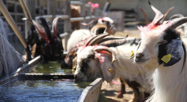 Elazığda kurbanlıklar pazara indi