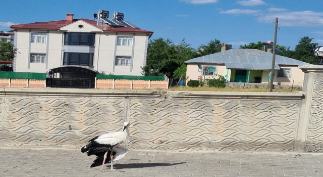 Elazığda yaralı halde bulunan leylek, tedavi altına alındı