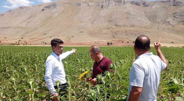 Elbistanda yağlık ayçiçeğinde çayır tırtılına karşı teyakkuza geçildi