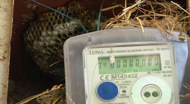 Elektrik arıza ekiplerinin başı arılarla dertte
