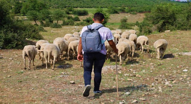 Elinde değneği, sırtında okul çantası, önünde koyunları