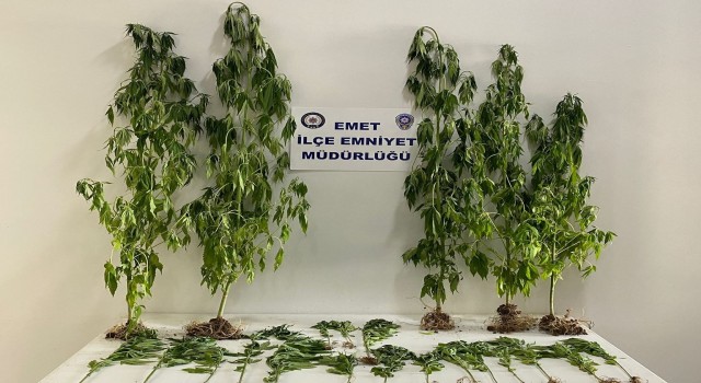 Emette 22 kök Hint keneviri ele geçirildi