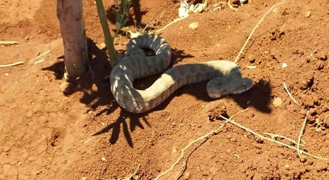 Engerek yılanına su içirmeye çalıştı