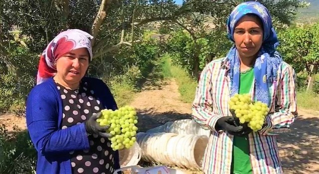 Erkenci üzüm üreticisinin yüzünü güldürdü