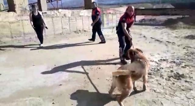 Erzincanda boş havuza düşen köpek, itfaiye ekiplerince kurtarıldı