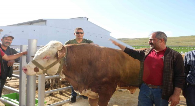 Erzurum Canlı Hayvan Pazarının en ağır kurbanlığı Şahinin fiyatı tam 65 bin lira