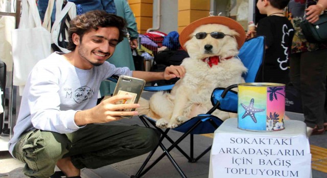 Evcil köpek elde ettiği gelirle sokak köpeklerine mama sağlıyor