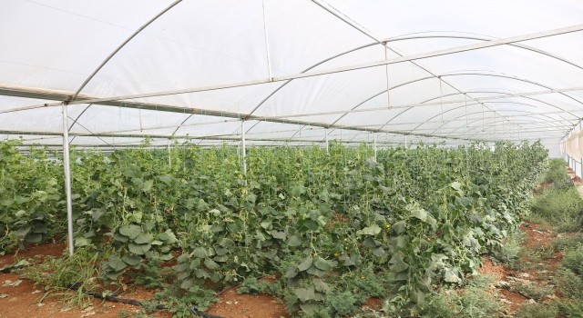 Eyyübiye Sera Kentte hasat başladı