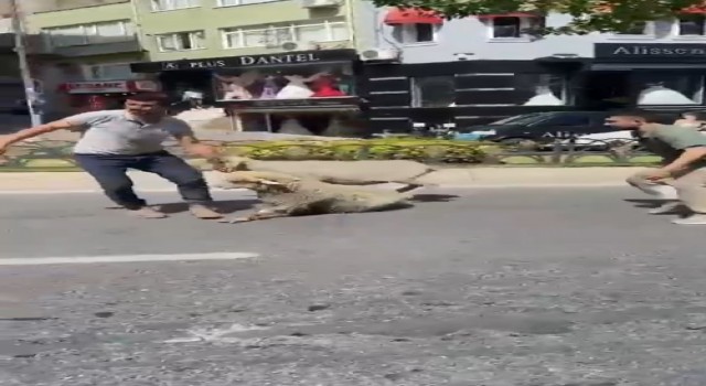 Fatihte kaçan kurbanlık koyunlar yakalandı