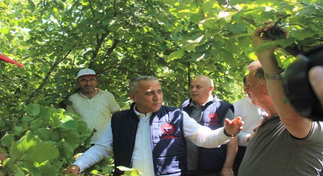 Fındıkta rekolte çalışmaları başladı