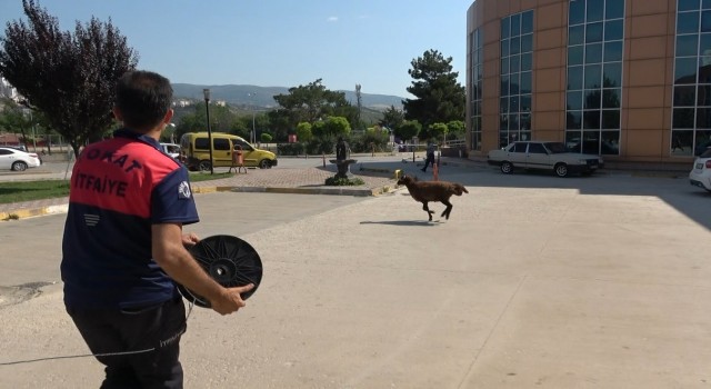 Firar eden kurbanlık koç hastane bahçesini birbirine kattı