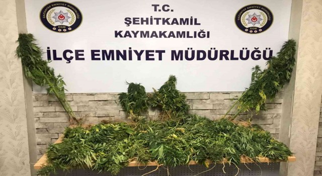 Gaziantepte 104 kök Hint keneviri ele geçirildi