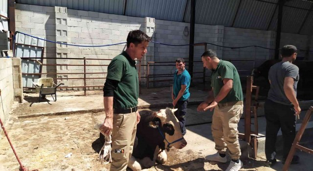 Gaziantepte bayramda kaçan 20 kurbanlık yakalandı