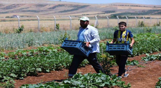 Gaziantepte dağıtılan sebze fideleri ilk mahsullerini vermeye başladı