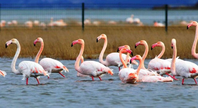 Göç etmeyen flamingolar yaz aylarını da Hersek Lagününde geçiriyor