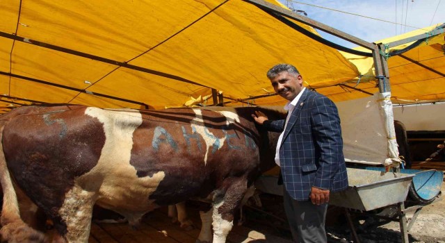 Göle TİGEM, İstanbula bin büyükbaş kurbanlık getirdi