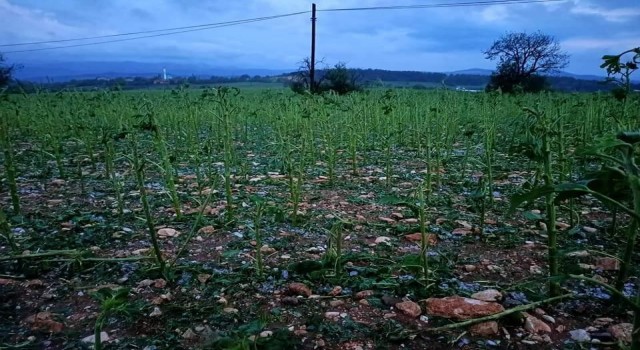 Göynükte sel ve dolu hayatı olumsuz etkiledi