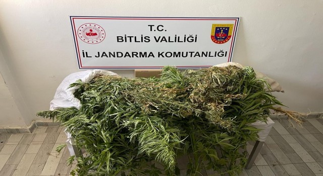 Güroymakta 153 kök kenevir ve 4 kilo esrar ele geçirildi