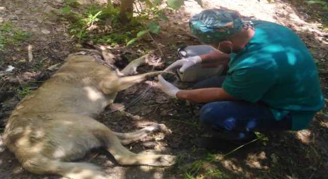 Hakkaride bir haftada 2 köpeği yılan ısırdı