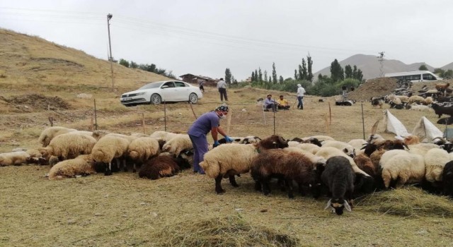 Hakkaride kurban satış ve kesim yerleri belirlendi