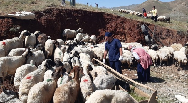 Hakkaride kurbanlıklar sağlık taramasından geçirildi