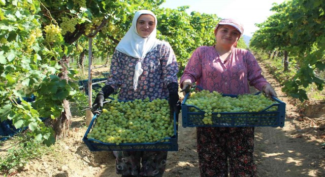 Hasadı başlayan üzümde ihracat tırları yarın yola çıkacak