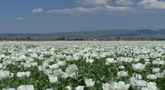 Haşhaş tohumu ihracatında yüzde 923lük rekor artış