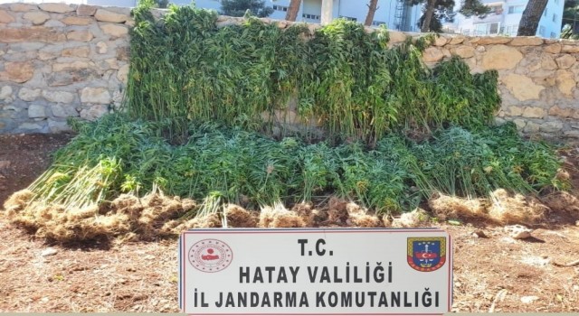 Hatayda 15 bin 750 kök kenevir bitkisi ele geçirildi