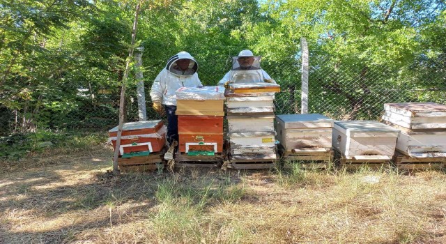 Havalar geç ısınınca arıların oğul dönemi Temmuza kaydı