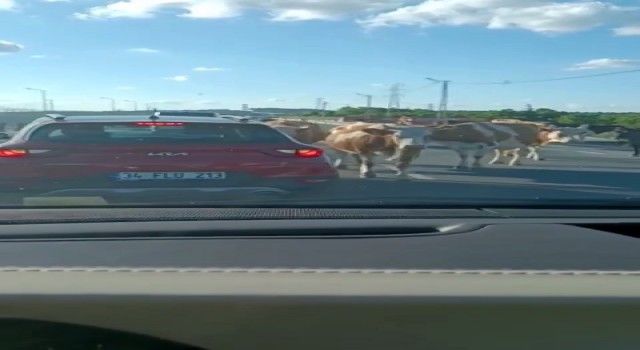 Havalimanı yolunda hayvan sürüsü trafiği kapattı